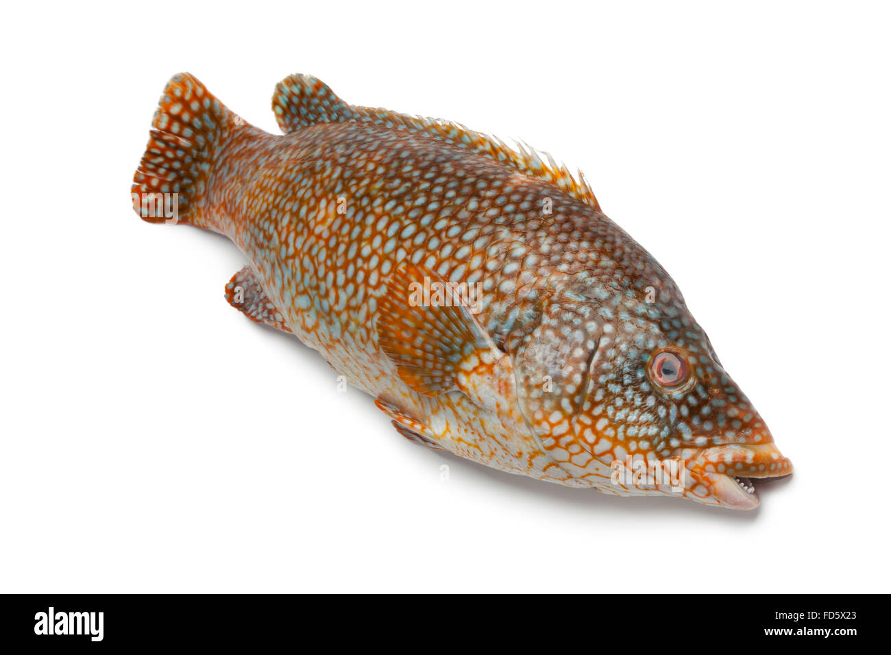 Intero fresco pesce cernia su sfondo bianco Foto Stock