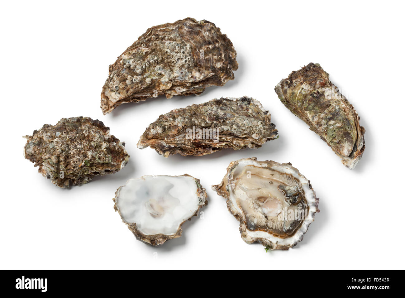 Crudo fresco ostriche del Pacifico su sfondo bianco Foto Stock