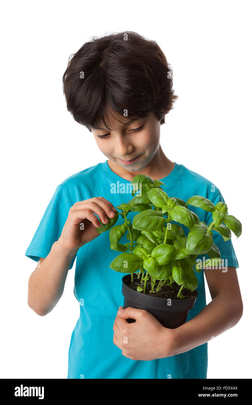 Bambino di otto anni la raccolta di foglie di basilico su sfondo bianco Foto Stock
