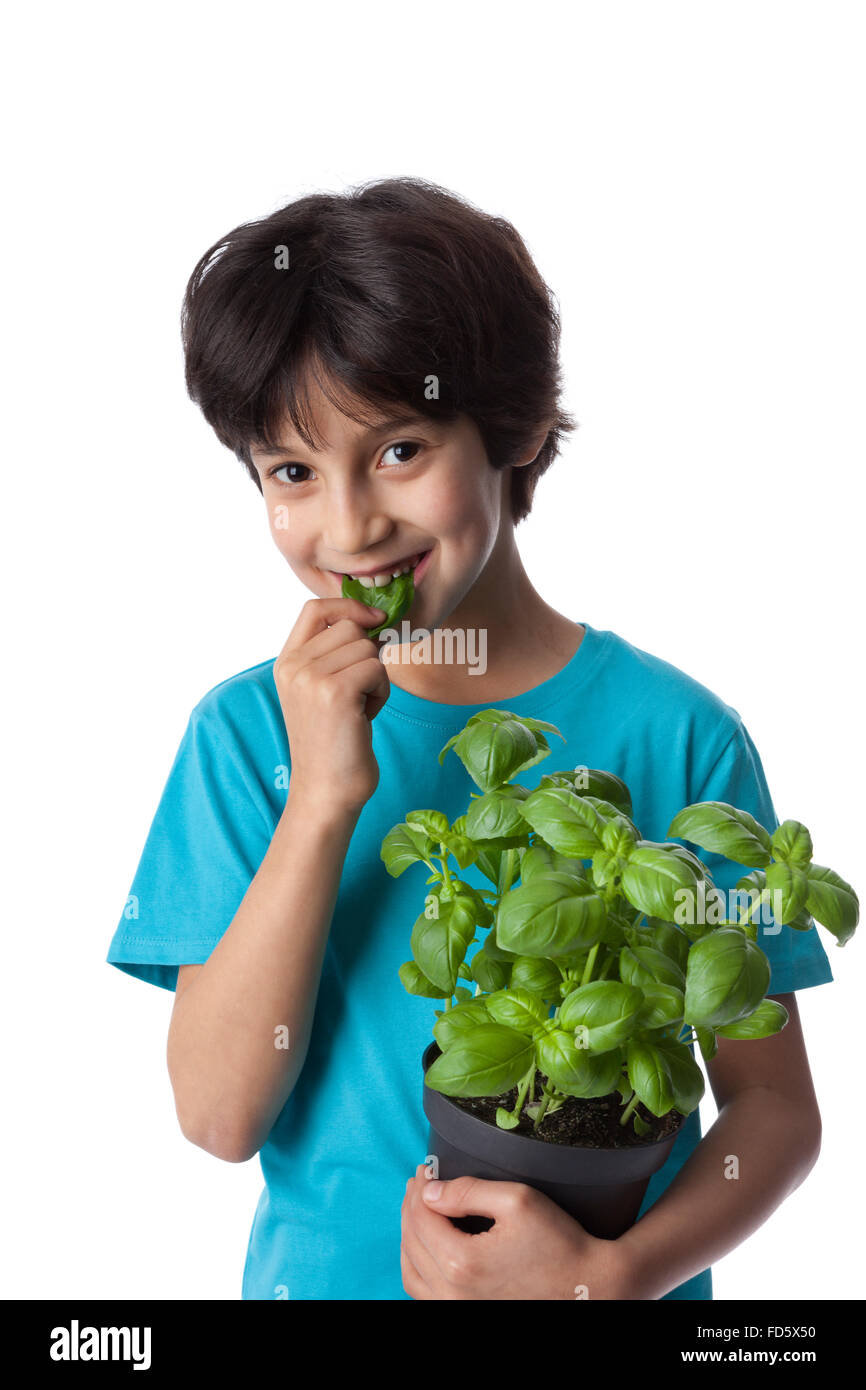 Bambino di otto anni che mangia le foglie di basilico su sfondo bianco Foto Stock