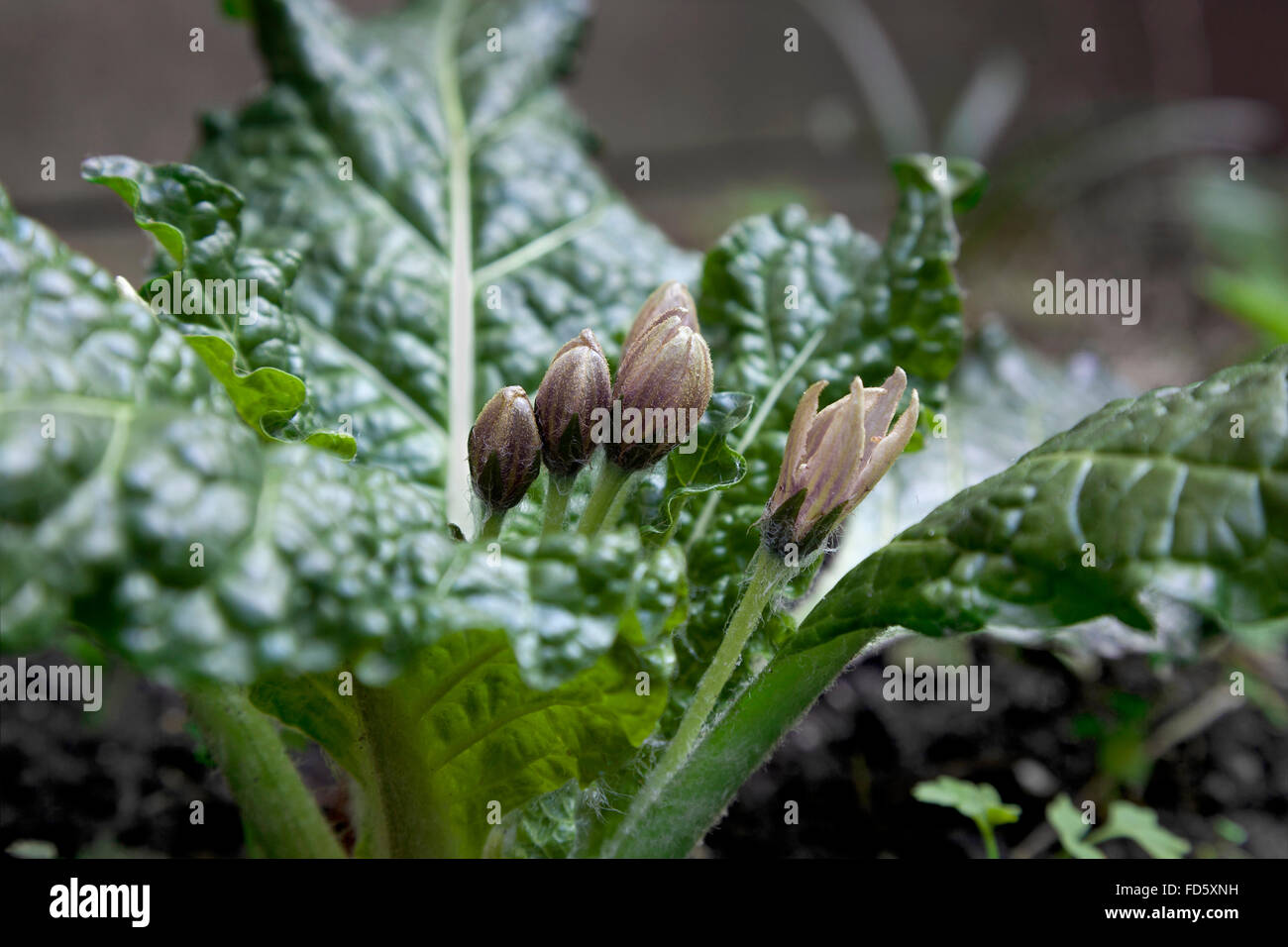 Fioritura Mandragora pianta Foto Stock