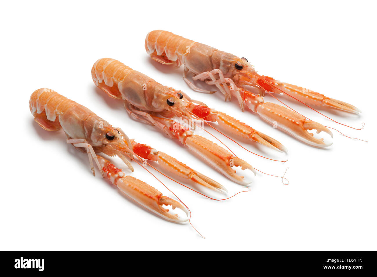 Raw Freschi Scampi su sfondo bianco Foto Stock