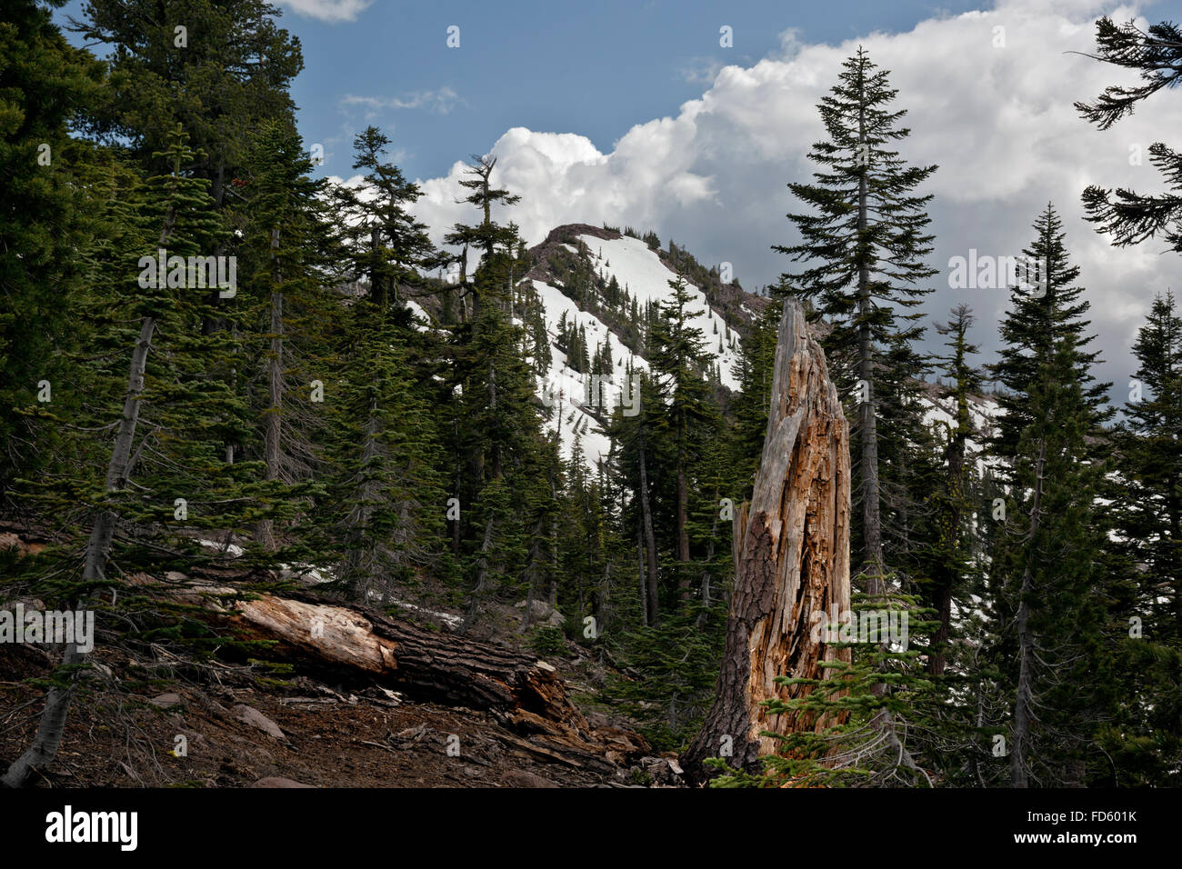 CA02619-00...CALIFORNIA - Vista del vertice di grigio Butte dal grigio Butte Trail in Shasta - Trinity National Forest. Foto Stock