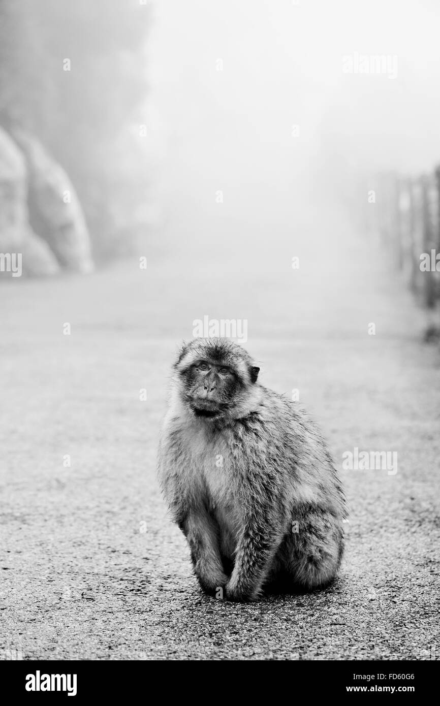 Un wild Barbary macaque attraverso la nebbia nella Rocca di Gibilterra, in bianco e nero Foto Stock