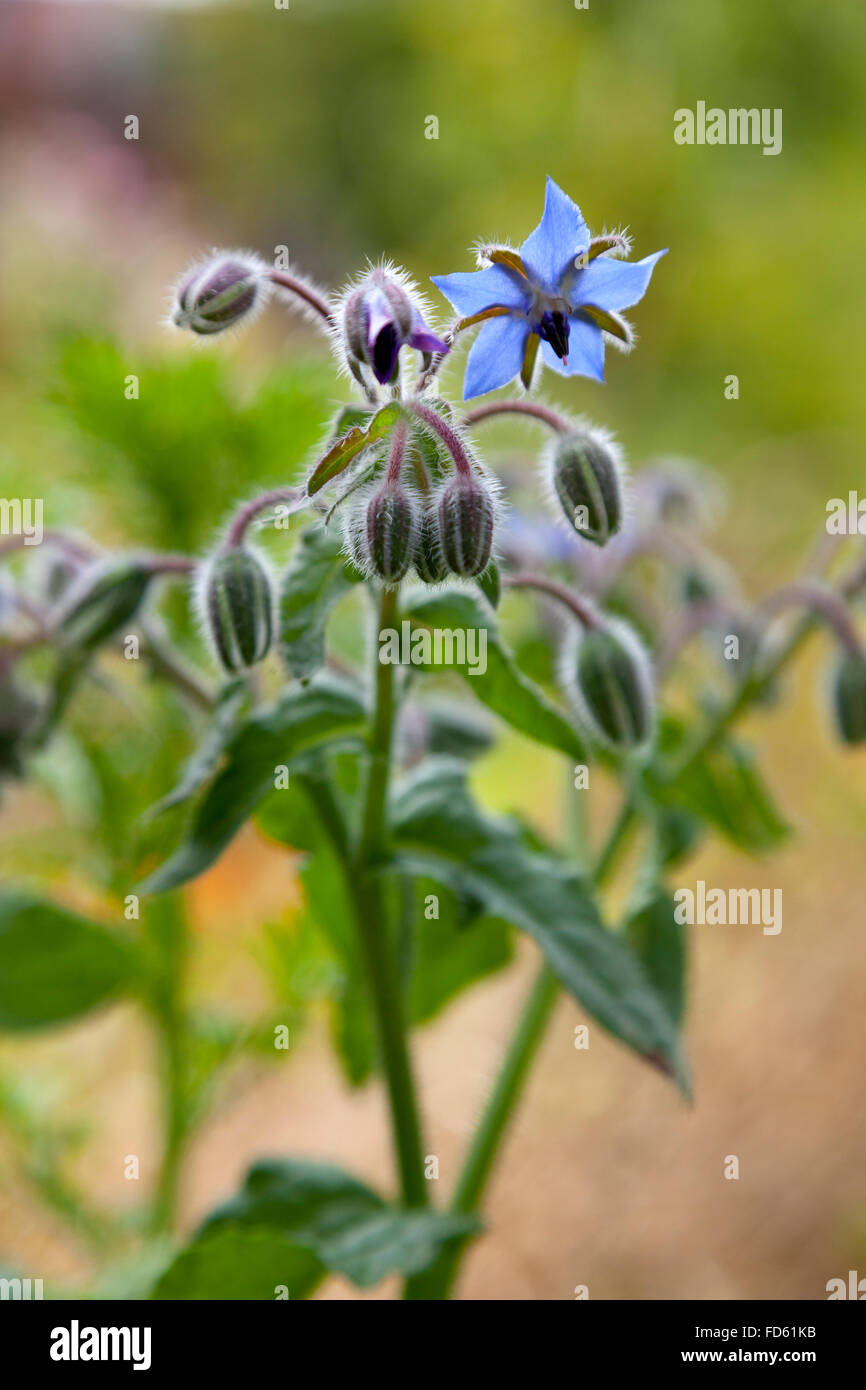 Blu starflower in fiore nel giardino Foto Stock