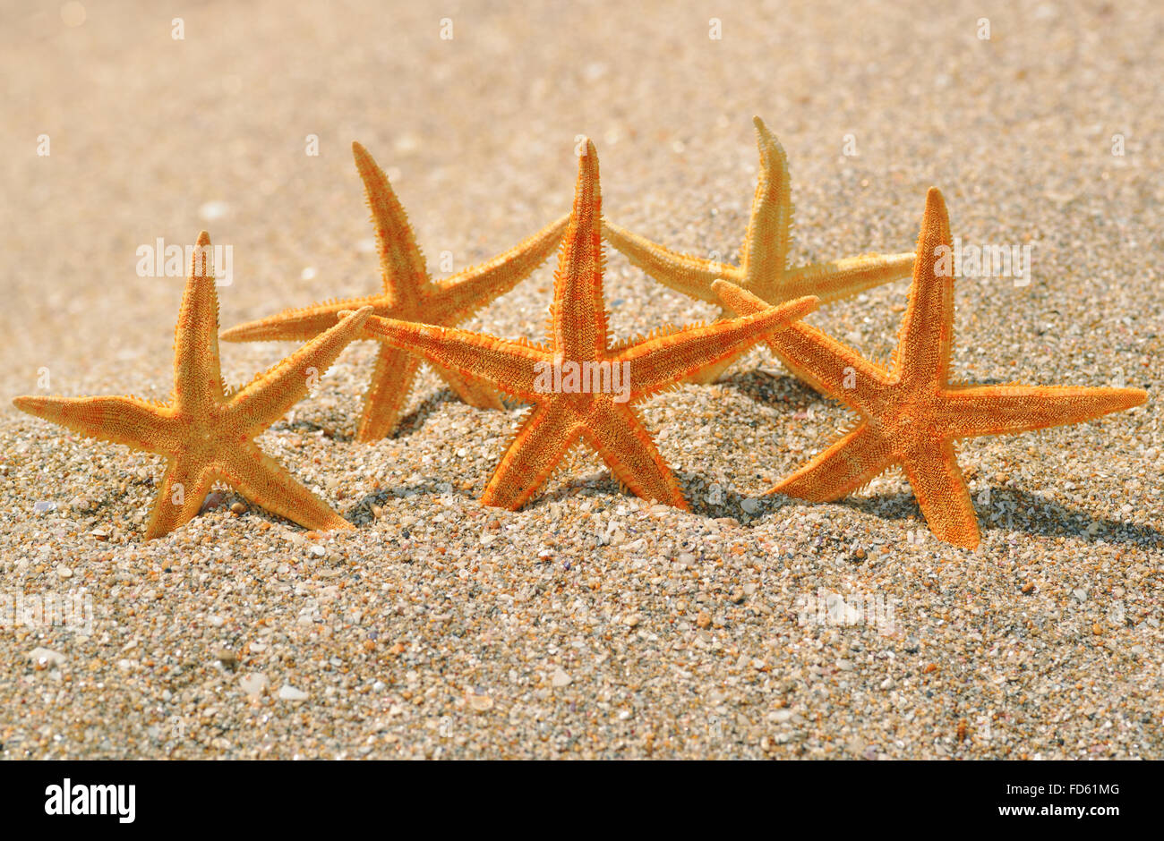 Starfishes su una spiaggia giallo sabbia Foto Stock