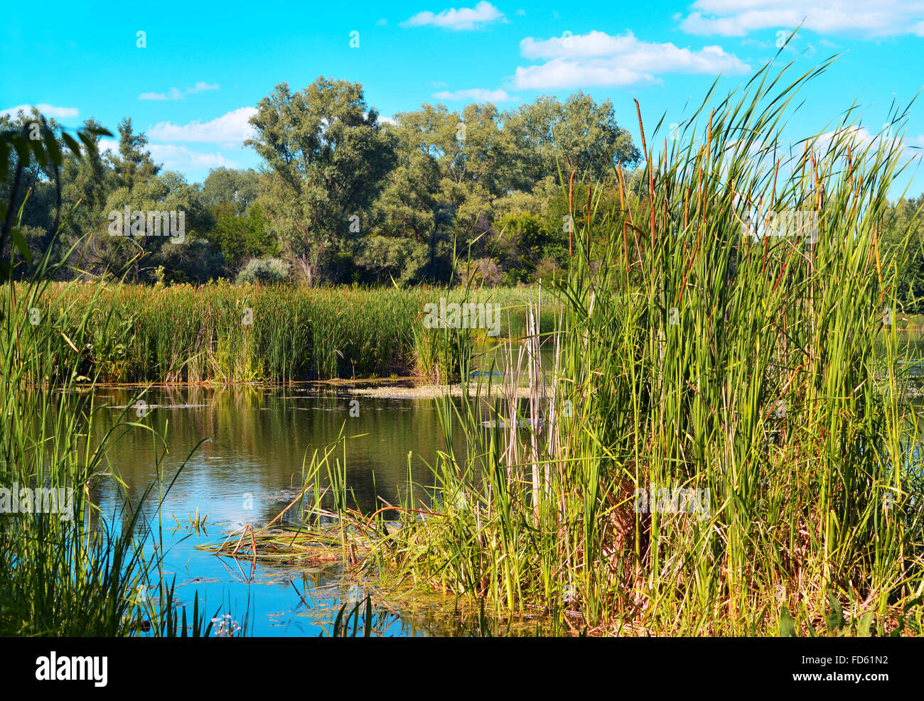 Paesaggio estivo con canne e foresta sul lago contro il cielo blu Foto Stock