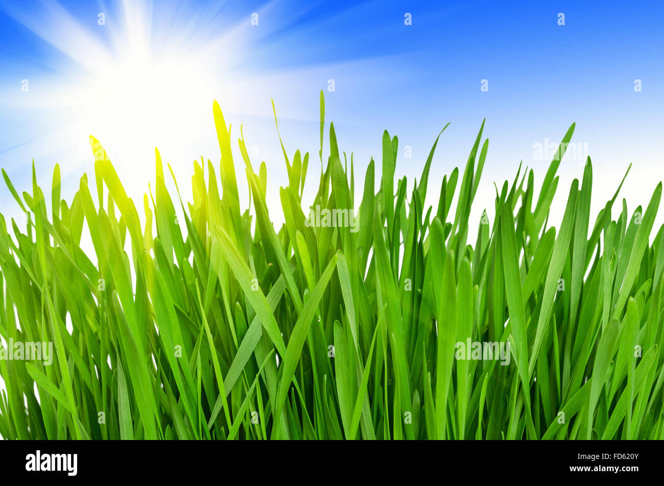 Molla di erba verde contro un cielo blu e un sole luminoso. Giornata di sole Foto Stock