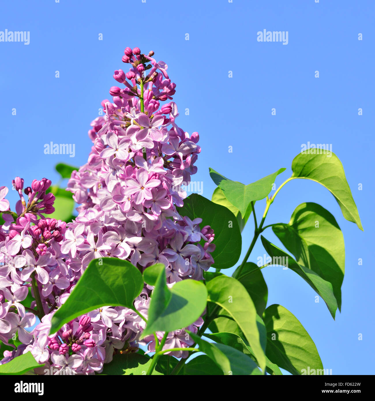 Fiori lilla contro un cielo blu Foto Stock