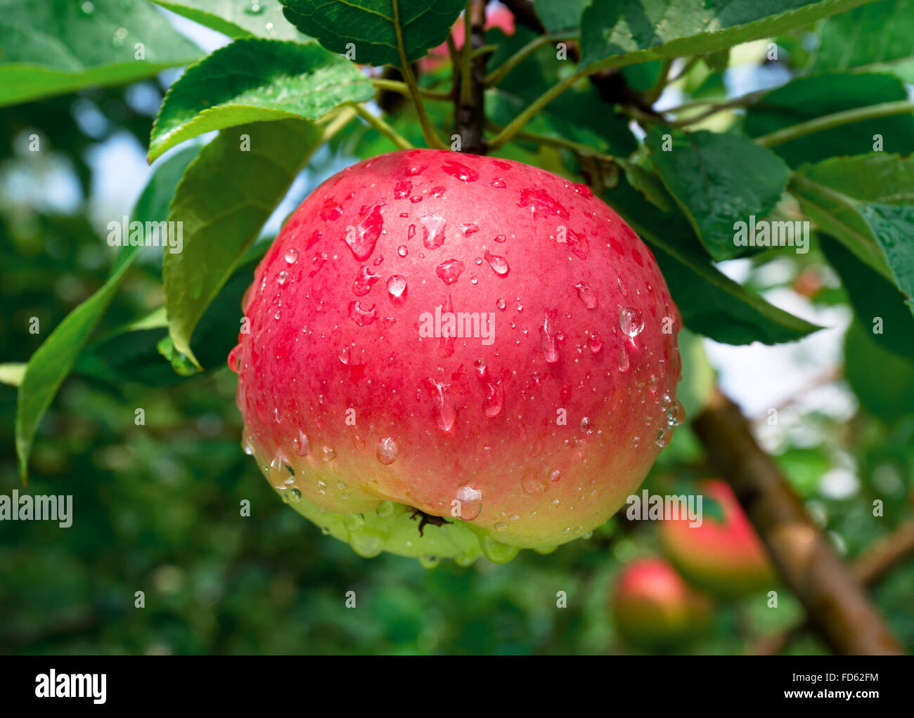 Wet red Apple a crescere su un ramo contro il fogliame verde Foto Stock