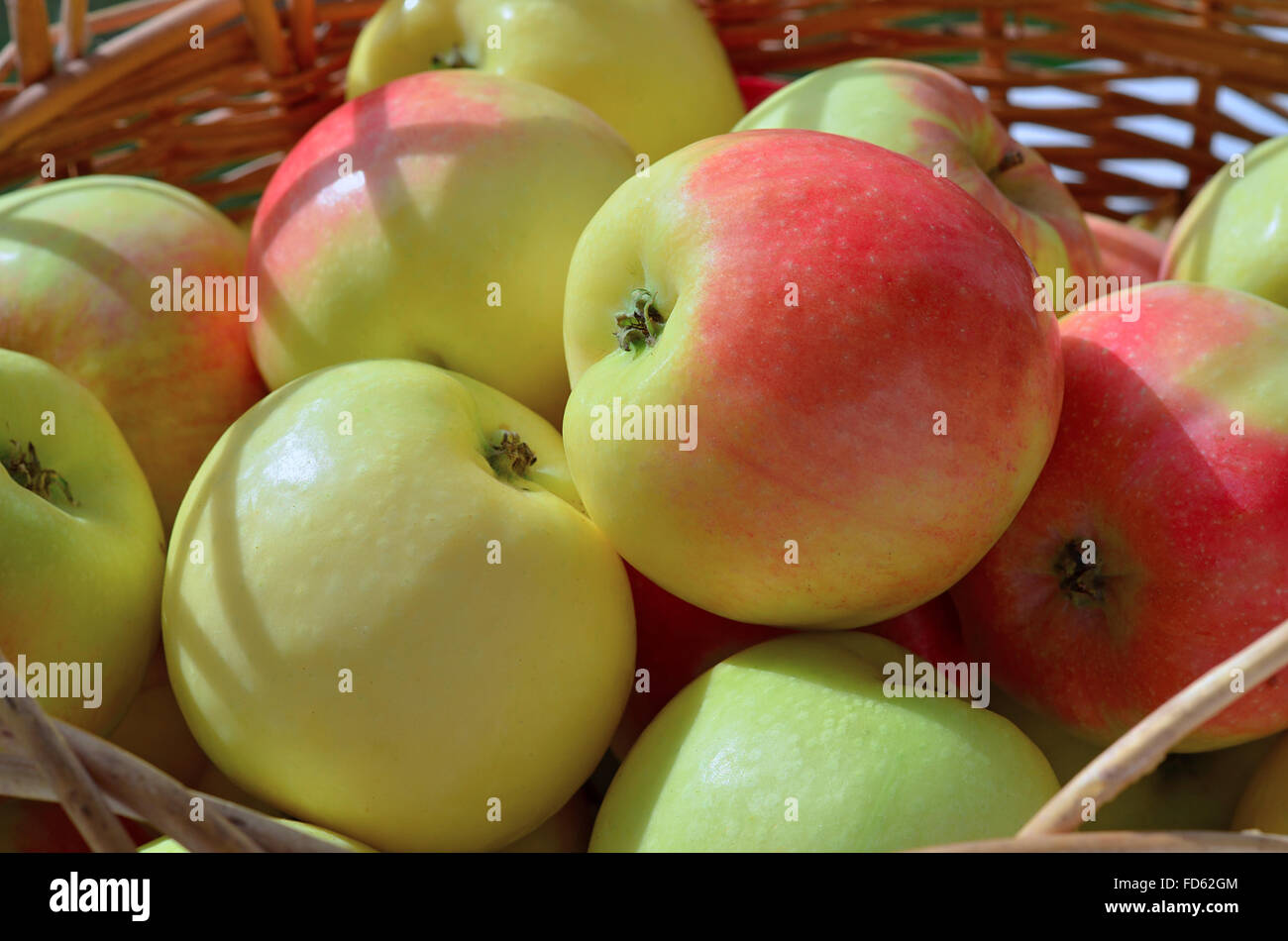 Le mele nel cesto wattled Foto Stock