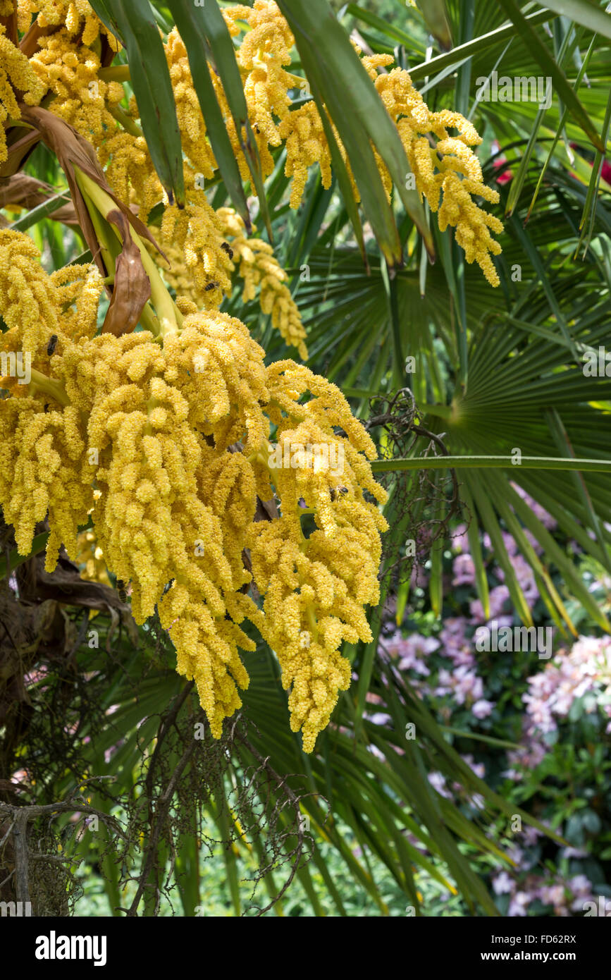 Trachycarpus fortunei in fiore. Foto Stock