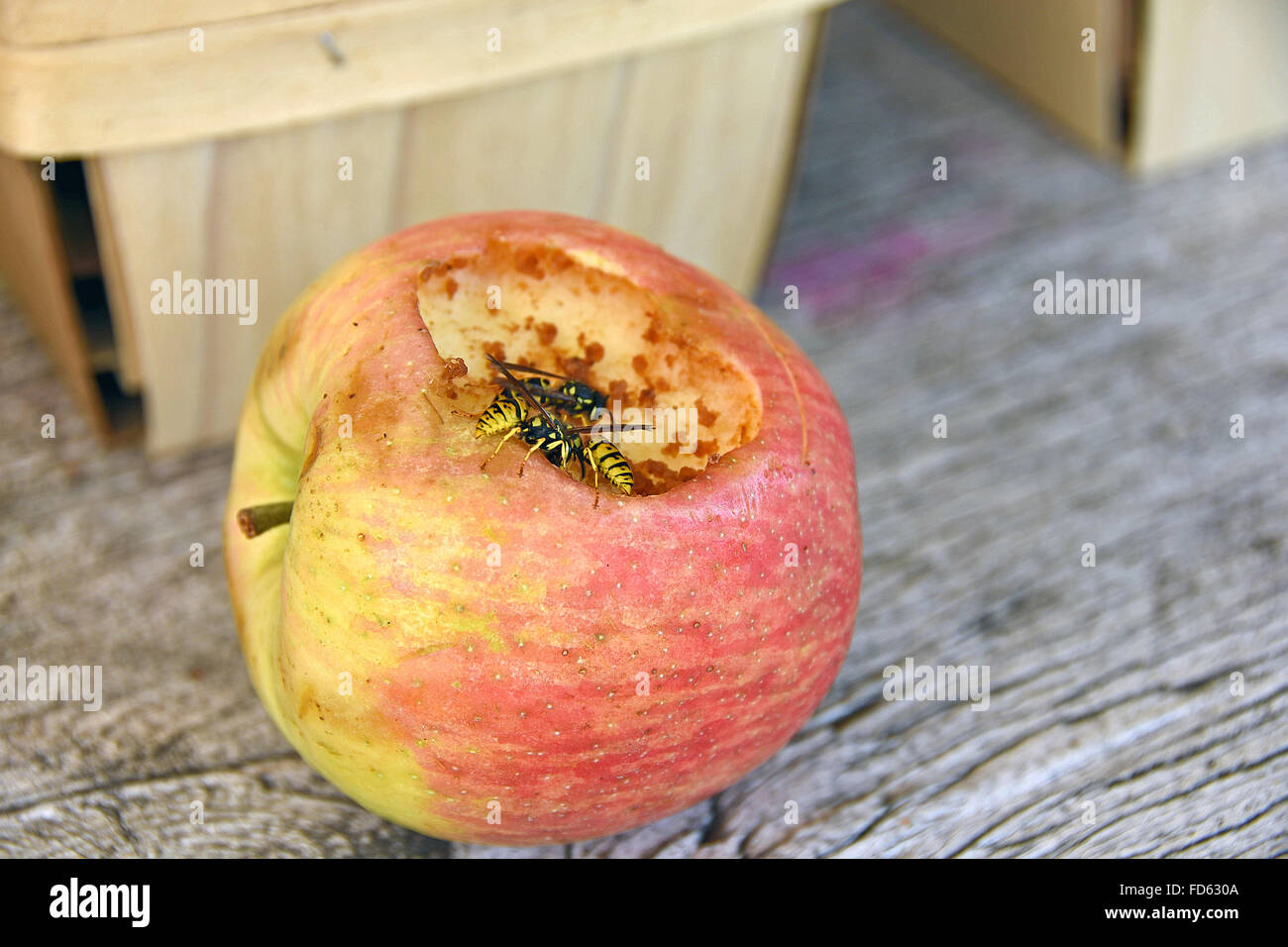 Uno sciame di api mellifere sul marciume apple al mercato. Foto Stock