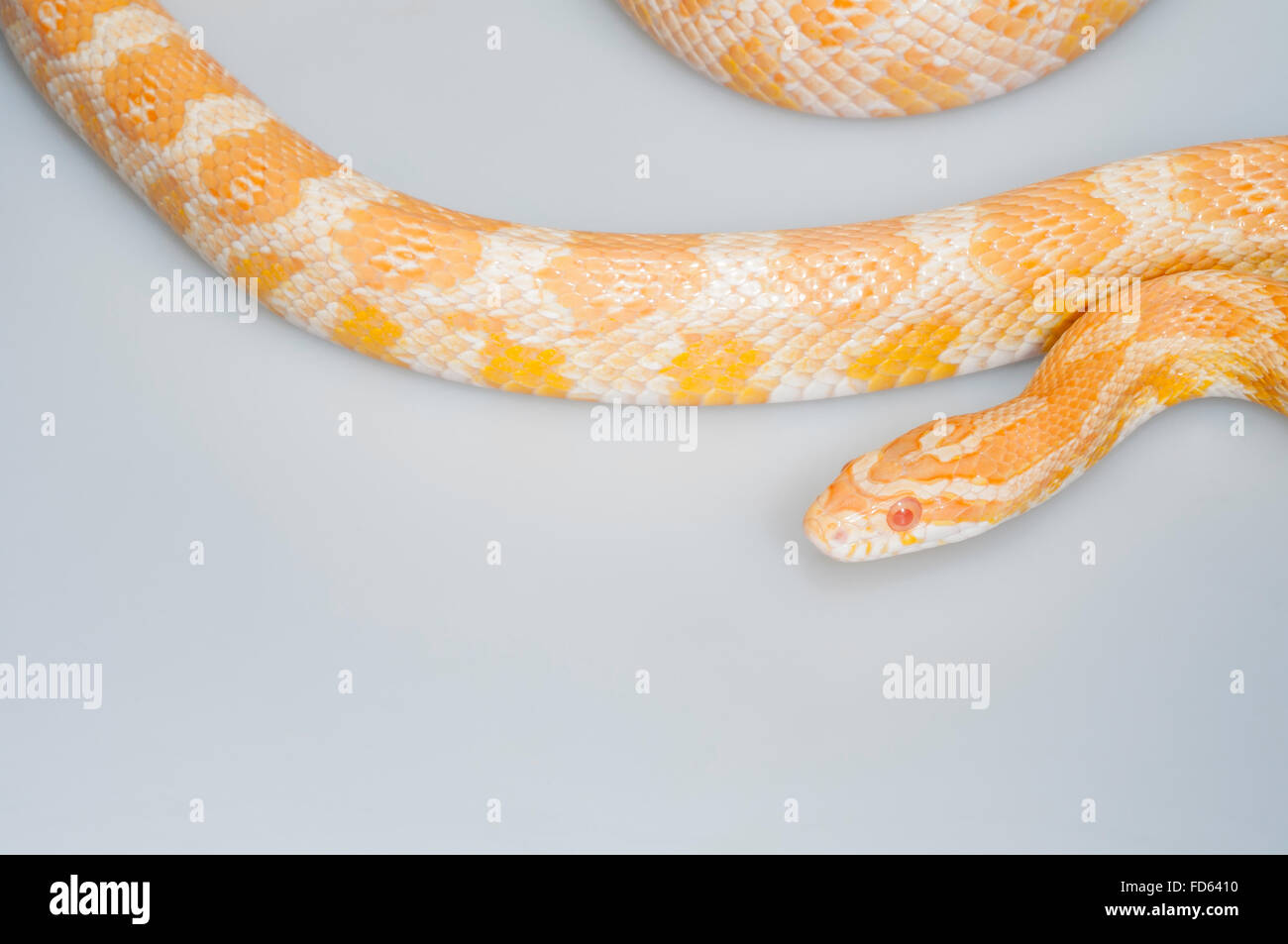 Mais Creamsicle snake (Elaphe guttata x Pantherophis emoryi), intergrade tra un albino corn snake e un Emory il biacco Foto Stock