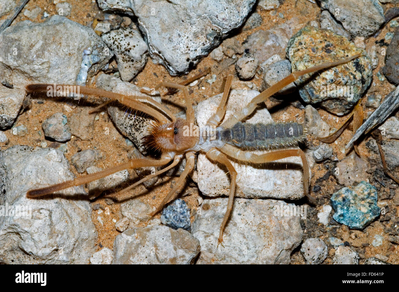Solifugid / sun spider / vento scorpion (Eremochelis bilobatus) rovistando nel deserto, Arizona Foto Stock