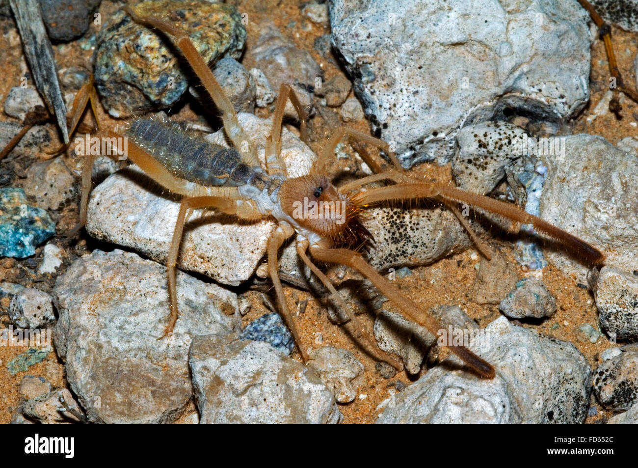Solifugid / sun spider / vento scorpion (Eremochelis bilobatus) rovistando nel deserto, Arizona Foto Stock