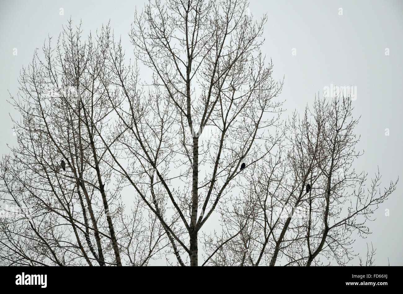 Tre corvi sulla struttura ad albero in grigio di una giornata invernale Foto Stock
