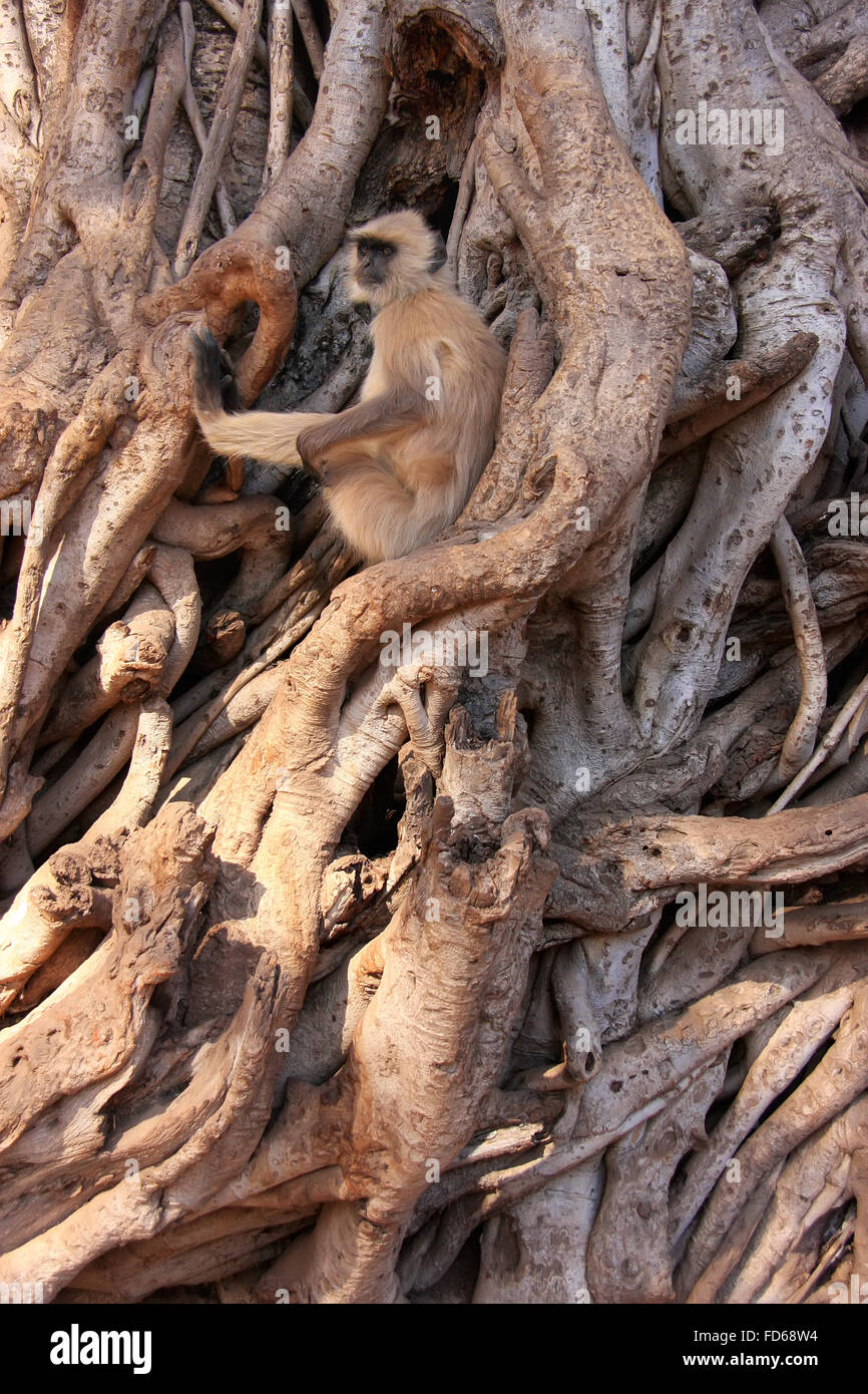 Grigio (langur Semnopithecus dussumieri) seduti in un grande albero, il Parco nazionale di Ranthambore, Rajasthan, India Foto Stock