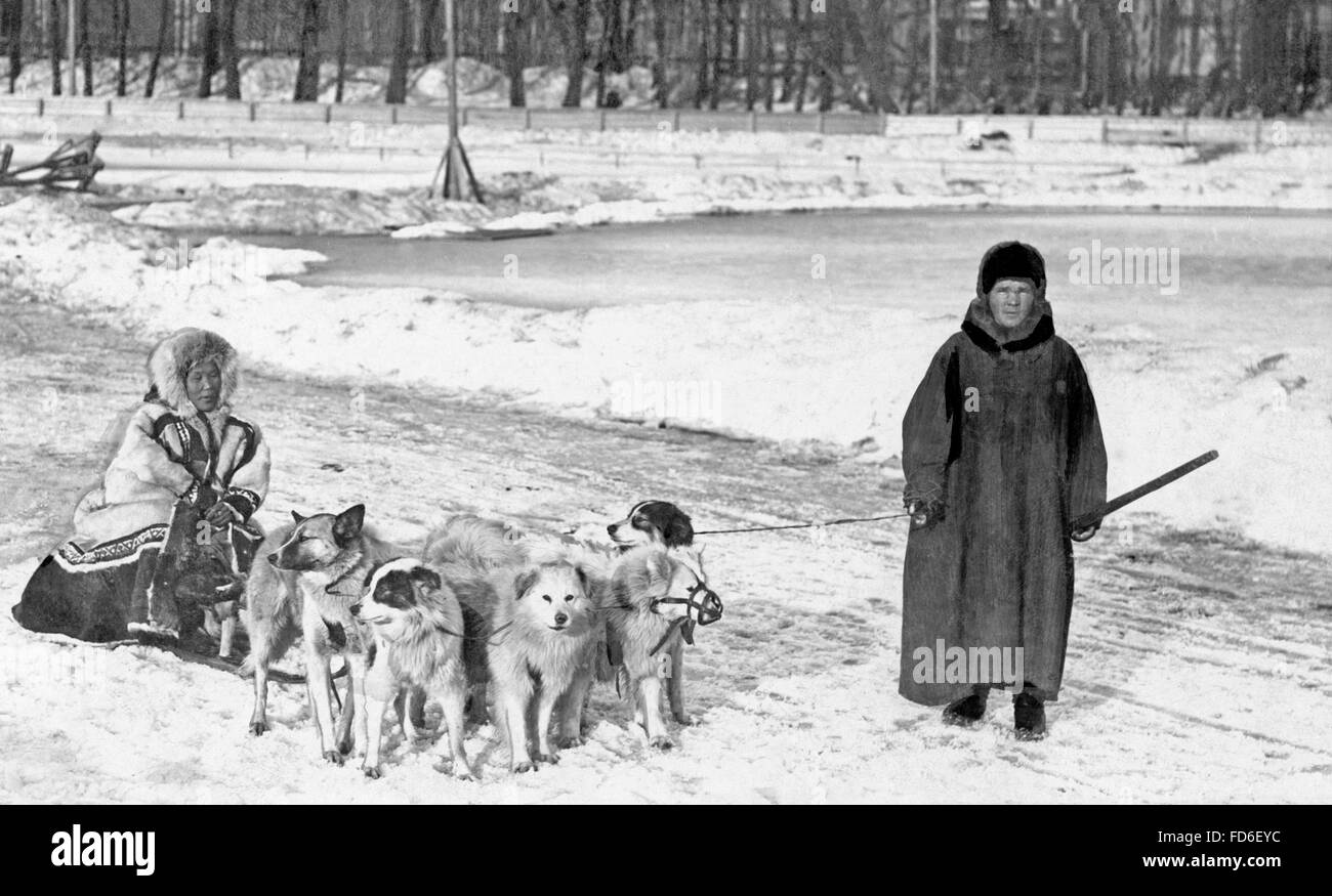 Slitta trainata da cani a San Pietroburgo, 1910s Foto Stock