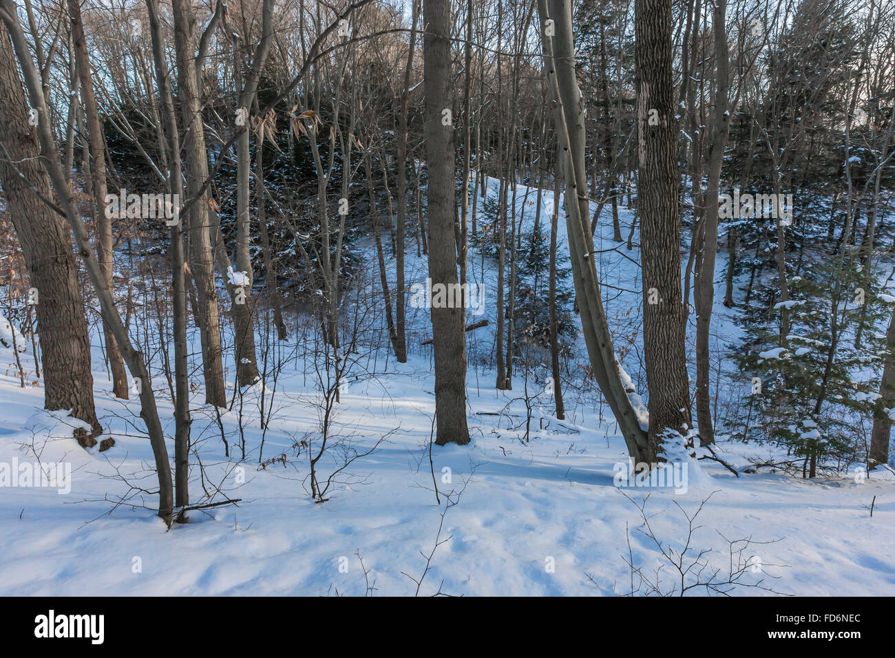 Foresta Backdune fiorente sulle dune di sabbia nel tumulo di Rosy Area naturale sulla riva del lago Michigan vicino a Grand Haven, Michigan, Stati Uniti d'America Foto Stock