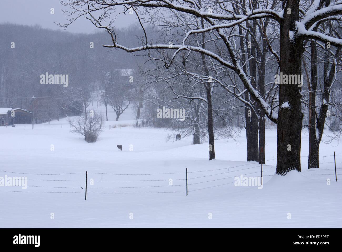 Un giorno nevoso e una coperta di neve campo con coperta di neve alberi, con recinto di filo intorno al campo. Foto Stock