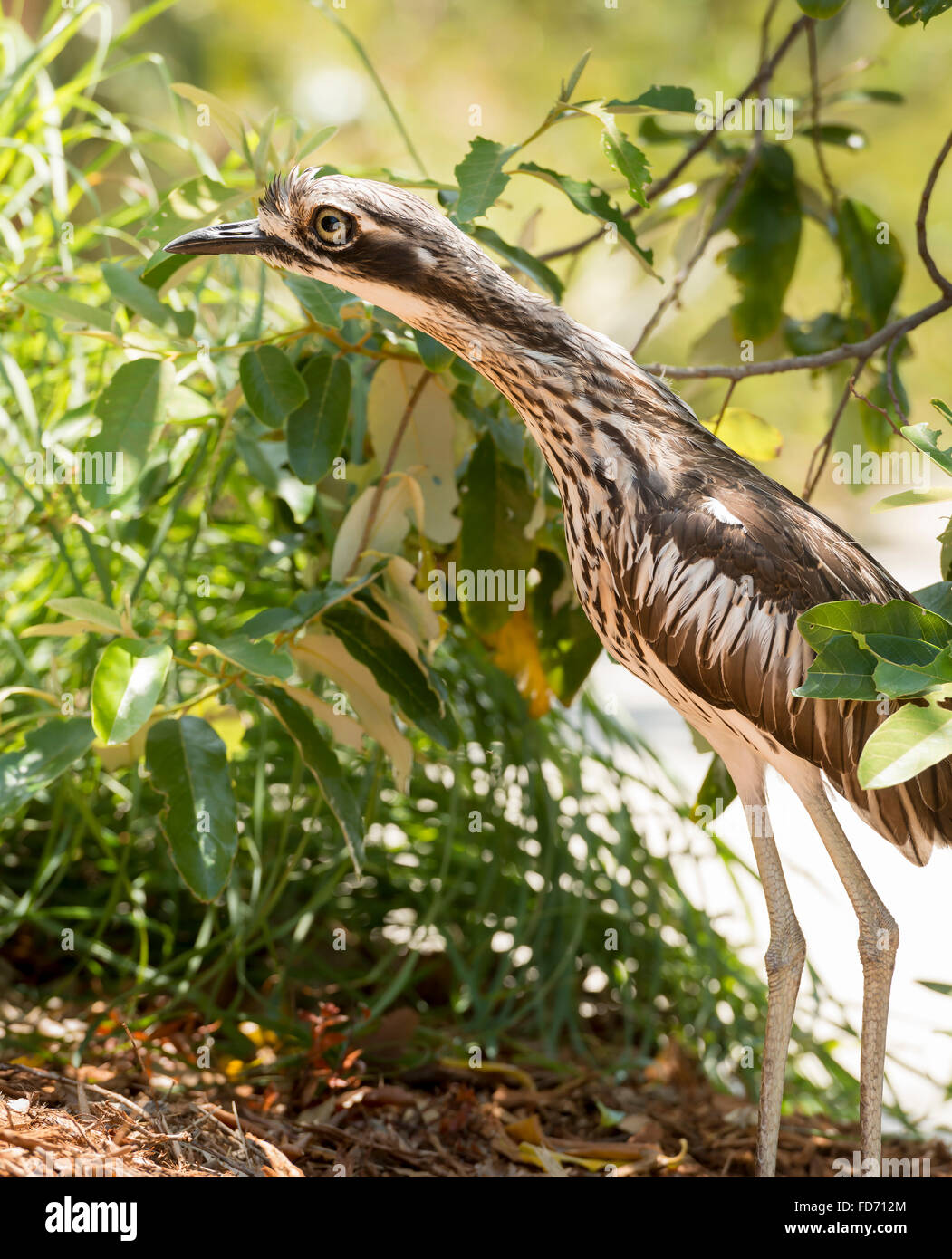 La boccola di pietra (curlew Burhinus grallarius) è un iconico, uccello notturno si vede spesso su Stradbroke Island, Queensland, Australia Foto Stock