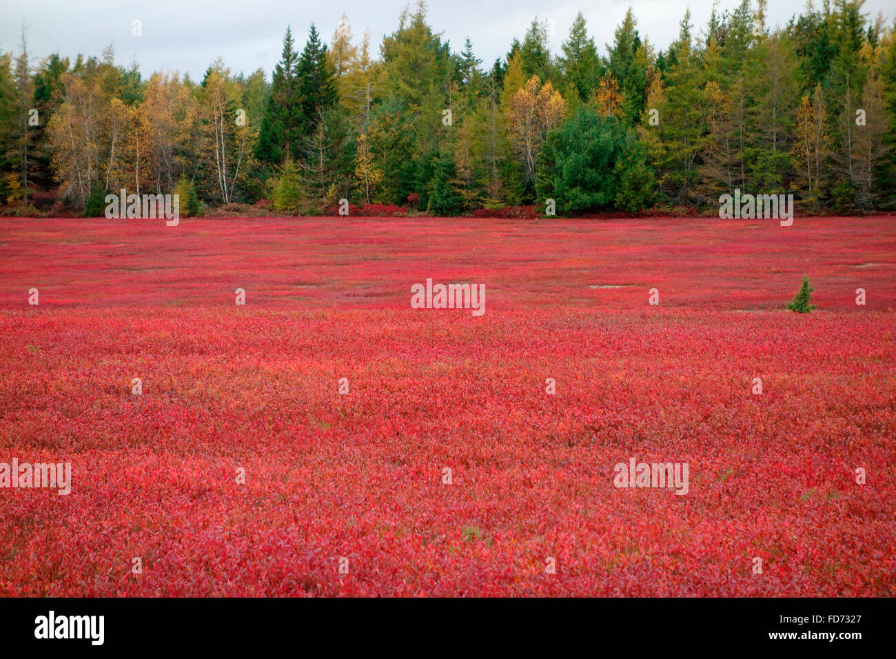 Colore di autunno su un campo di mirtilli in Nova Scotia, Canada Foto Stock