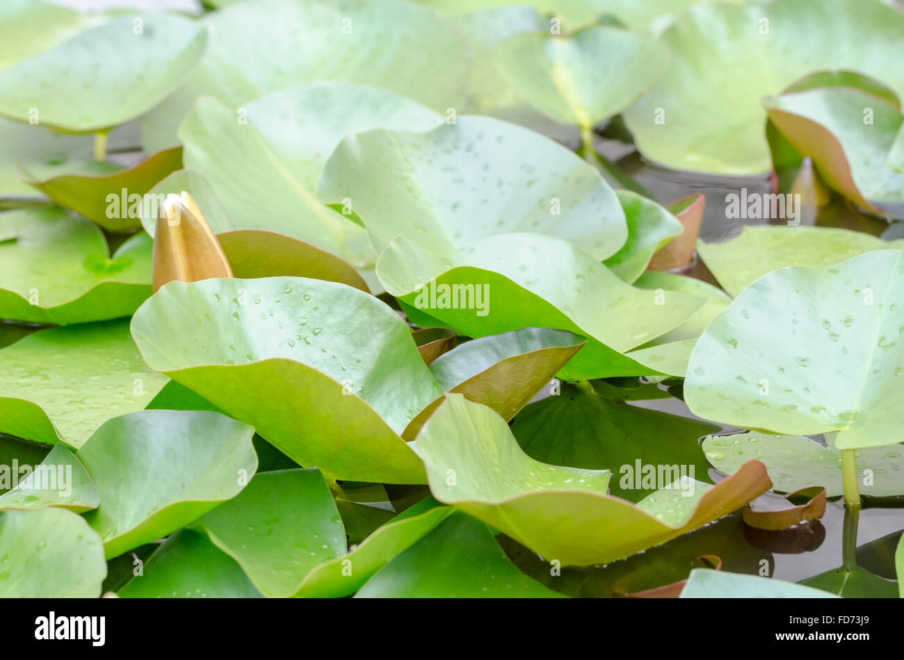 Europeo di ninfea bianca impianto acqua foglie verdi Closeup Foto Stock