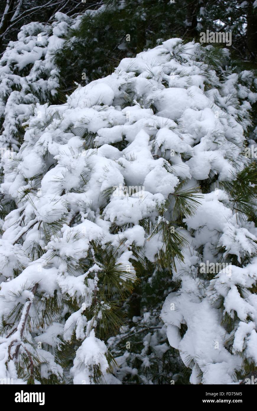 Una neve pesante accumularsi sui pini fa una bella foto della neve. Foto Stock
