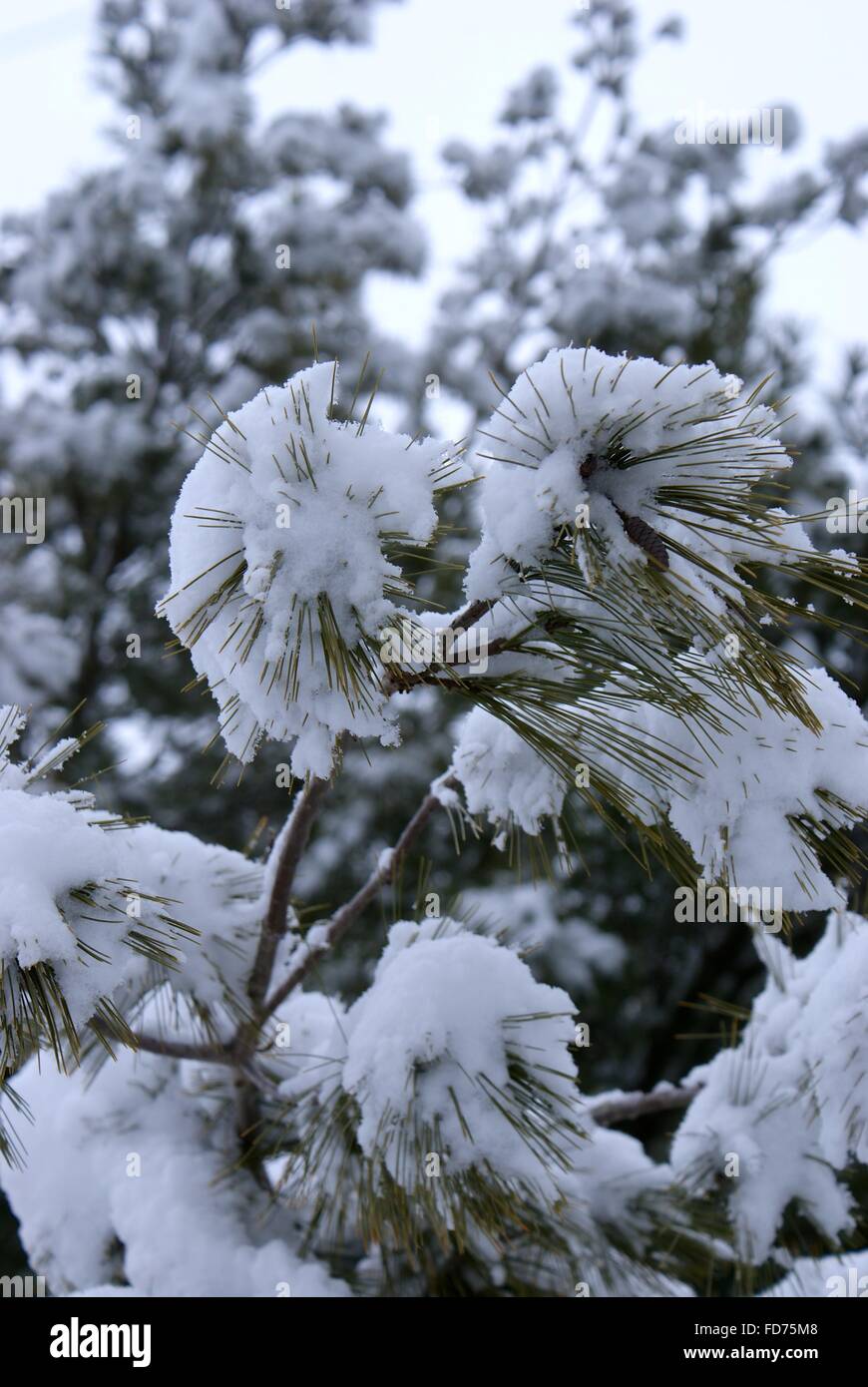 Bella foto della neve mostrato in questo close up di neve sugli aghi di pino. Foto Stock