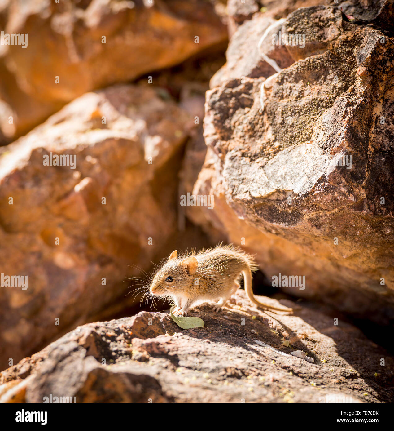 Carino strisce campo mouse seduto su una roccia con il tardo pomeriggio di sole dietro in Botswana, Africa Foto Stock