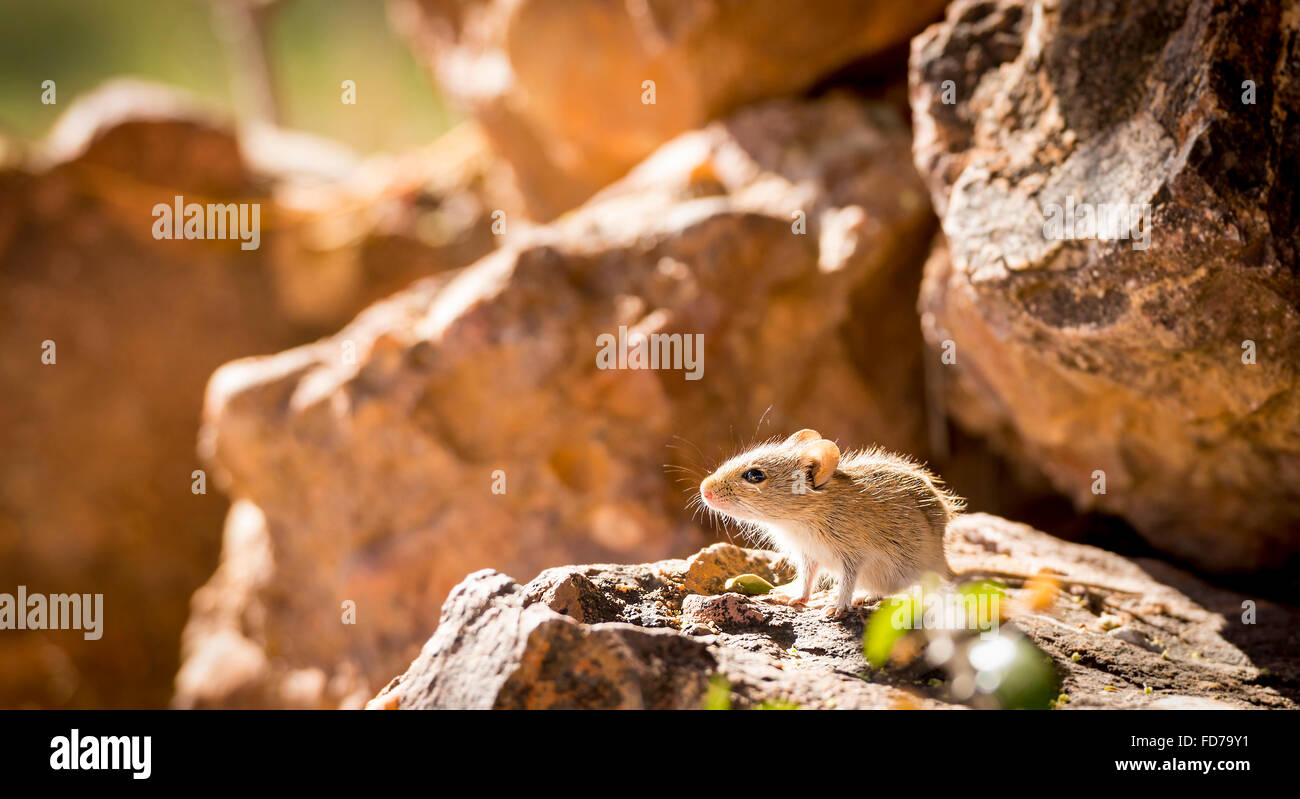 Carino strisce campo mouse seduto su una roccia con il tardo pomeriggio di sole dietro in Botswana, Africa Foto Stock