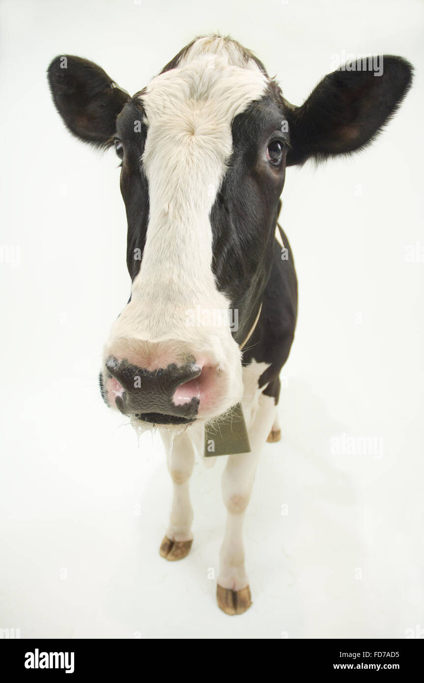 Jersey mucca in bianco ad alta sfondo chiave Foto Stock