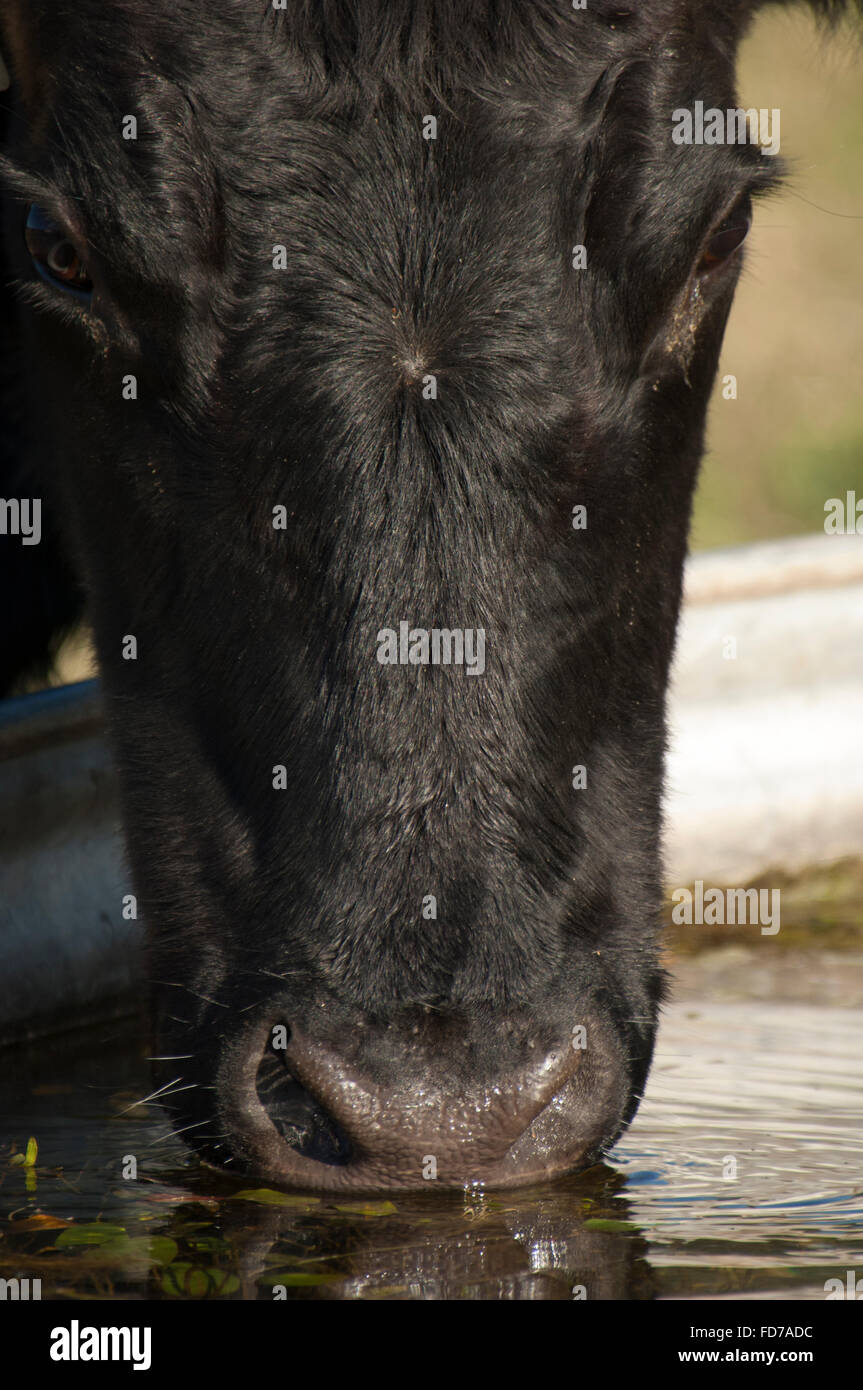 Angus bovini mucca acqua potabile dalla mangiatoia in erba dei pascoli Foto Stock