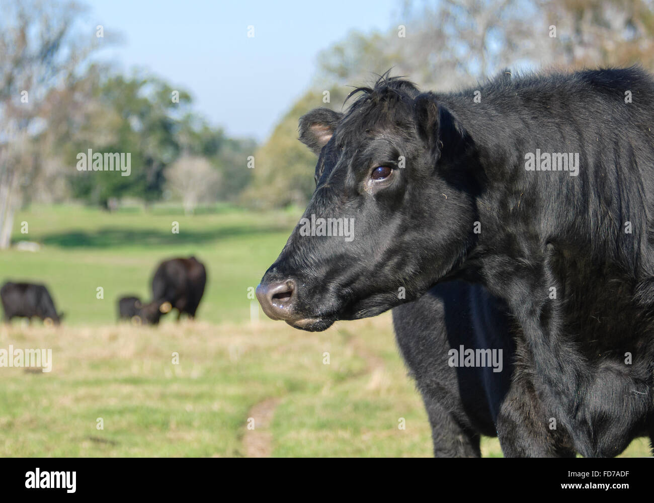 Angus mandrie di bestiame in pascolo Foto Stock