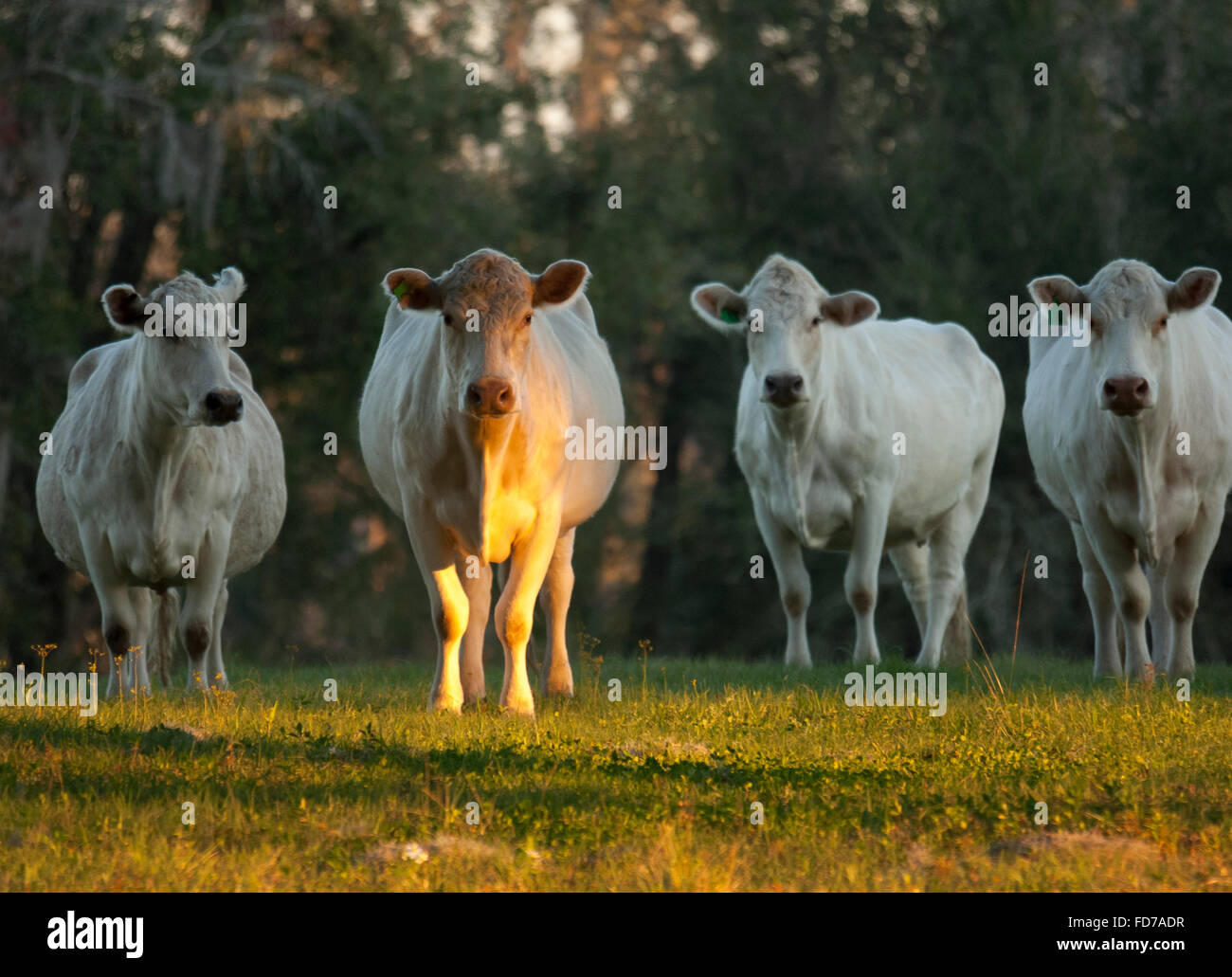 Charolais bovini in erba dei pascoli Foto Stock
