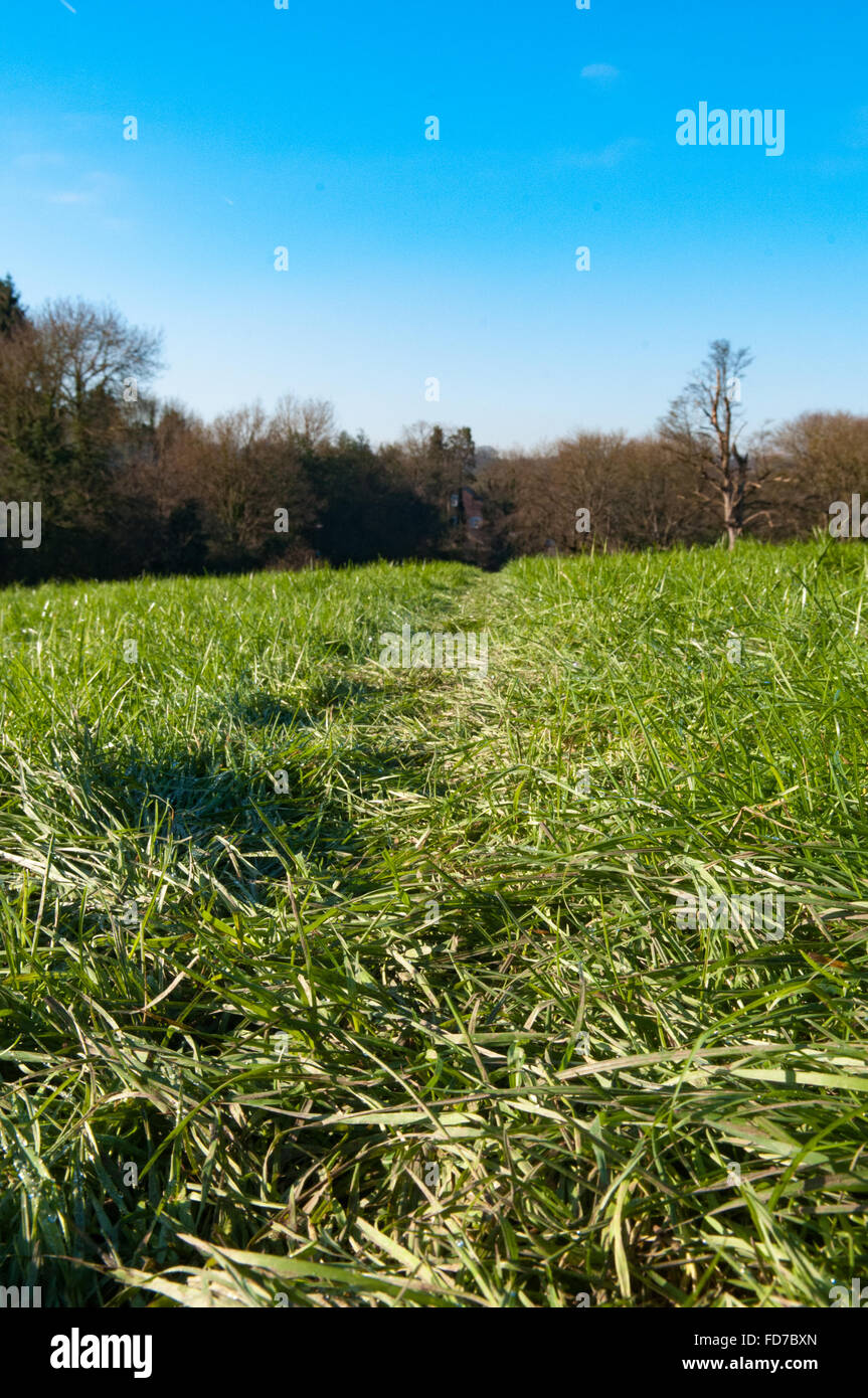 Bassa angolazione attraverso l'erba in una giornata di sole Foto Stock
