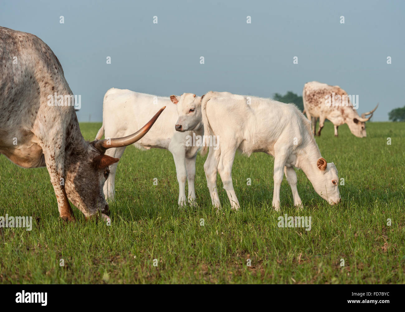Texas Longhorn bovini vacche e vitelli Foto Stock