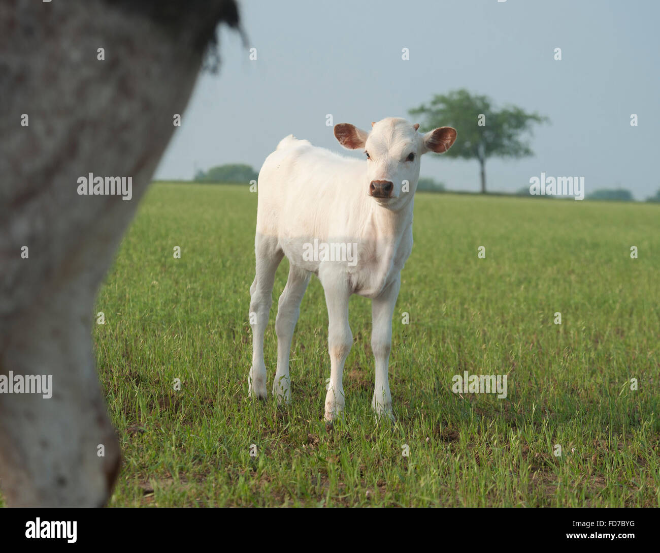 Texas longhorn vitello bovino Foto Stock