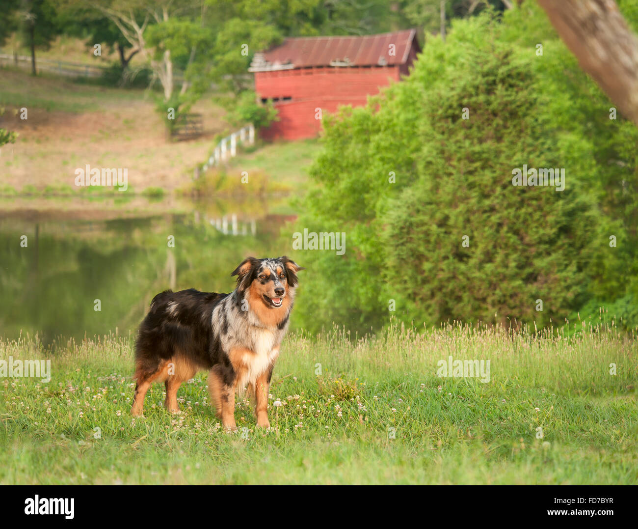 Australian Shepard cane in campo da stagno Foto Stock