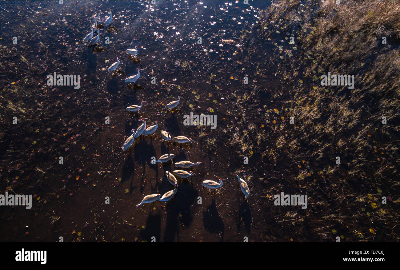 Vista aerea, Gregge di Sandhill gru alimentazione di uccelli di palude poco profonda l'acqua Foto Stock