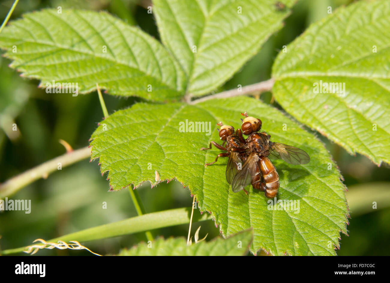 Sicus accoppiamento ferruginosa Foto Stock