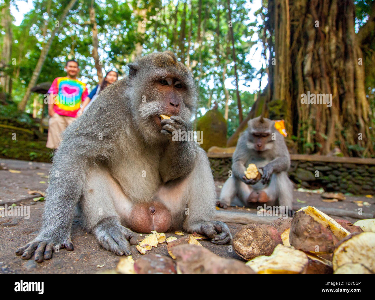 Lunga coda Macaque (Macaca fascicularis), turisti e scimmie, Monkey Forest Ubud, sacro Santuario della Foresta delle Scimmie, Padangtegal Foto Stock