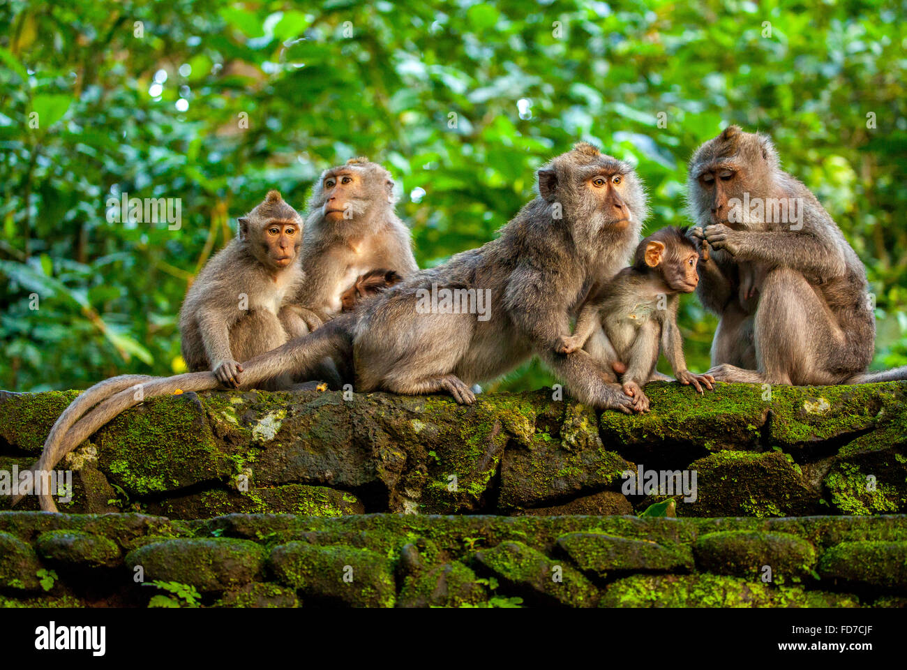 Lunga coda Macaque (Macaca fascicularis) scimmie famiglia con bambini, baby scimmia, muro di pietra, Ubud Monkey Forest, Scimmia Sacra Foto Stock