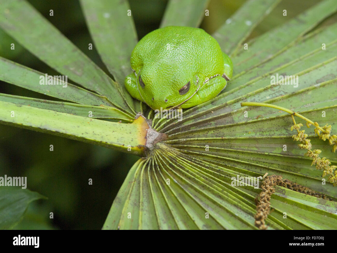 Ranocchio verde (Hyla cinerea) dormire su Saw Palmetto frond Foto Stock
