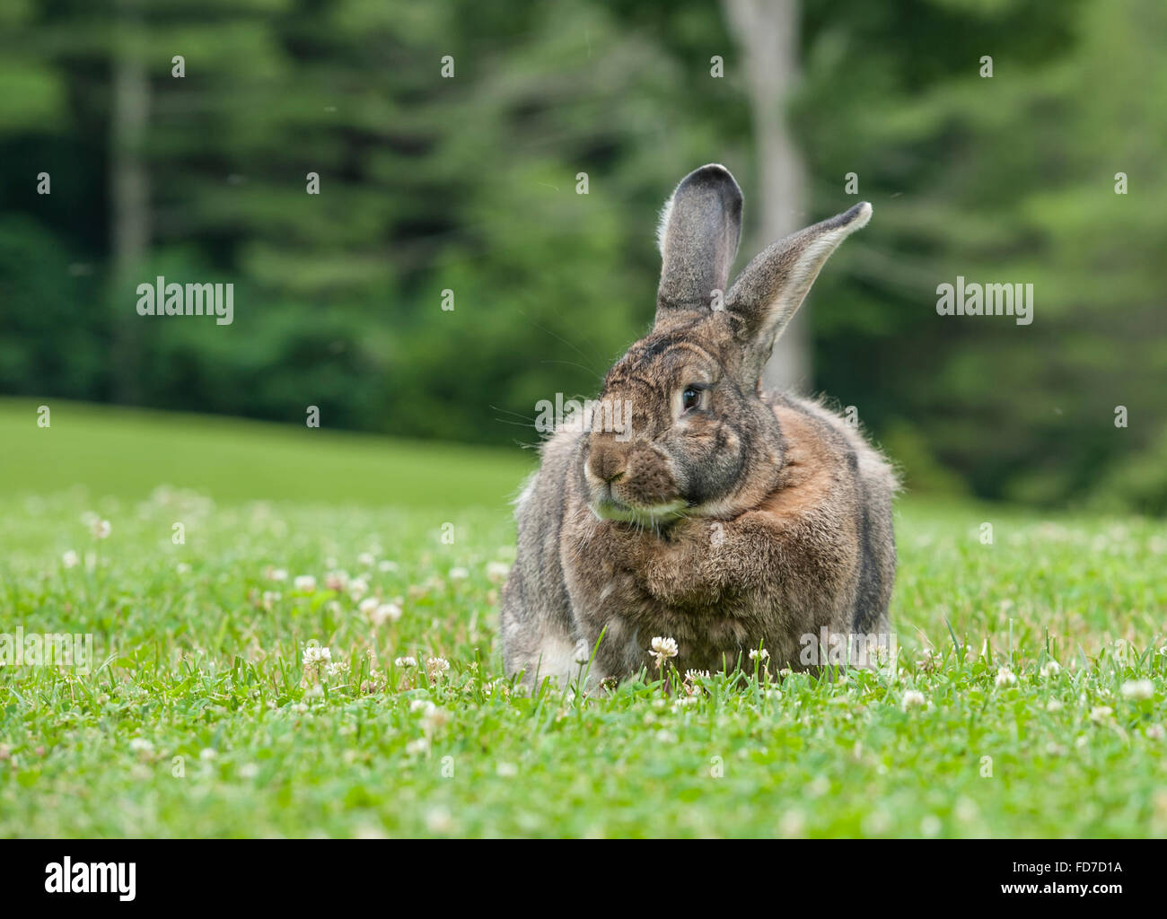 Gigante fiammingo coniglio su prato Foto Stock