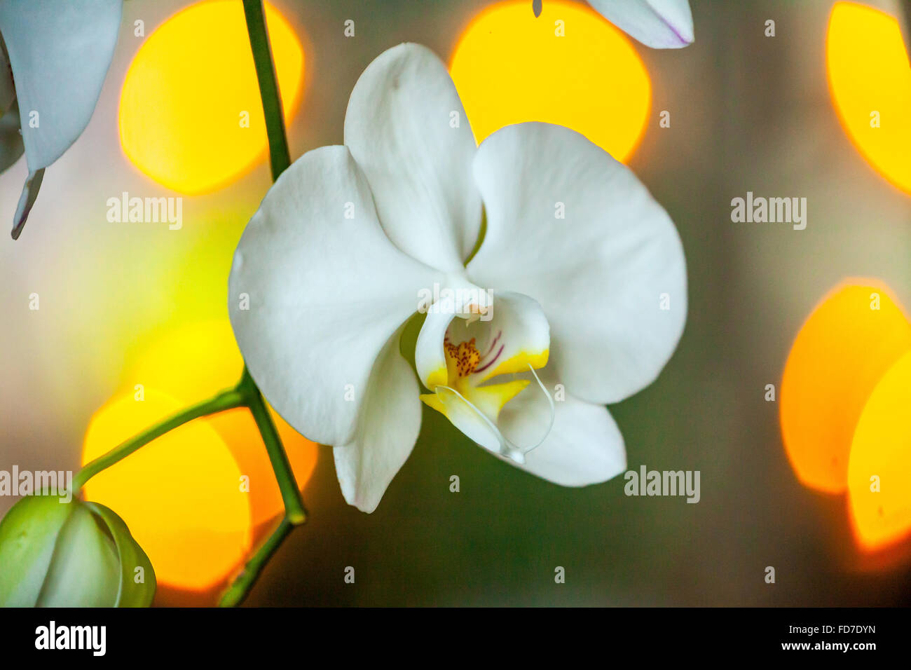 Orchidea (Orchidaceae), con riflessi di luce sullo sfondo, Ubud, Bali, Indonesia, Asia Foto Stock