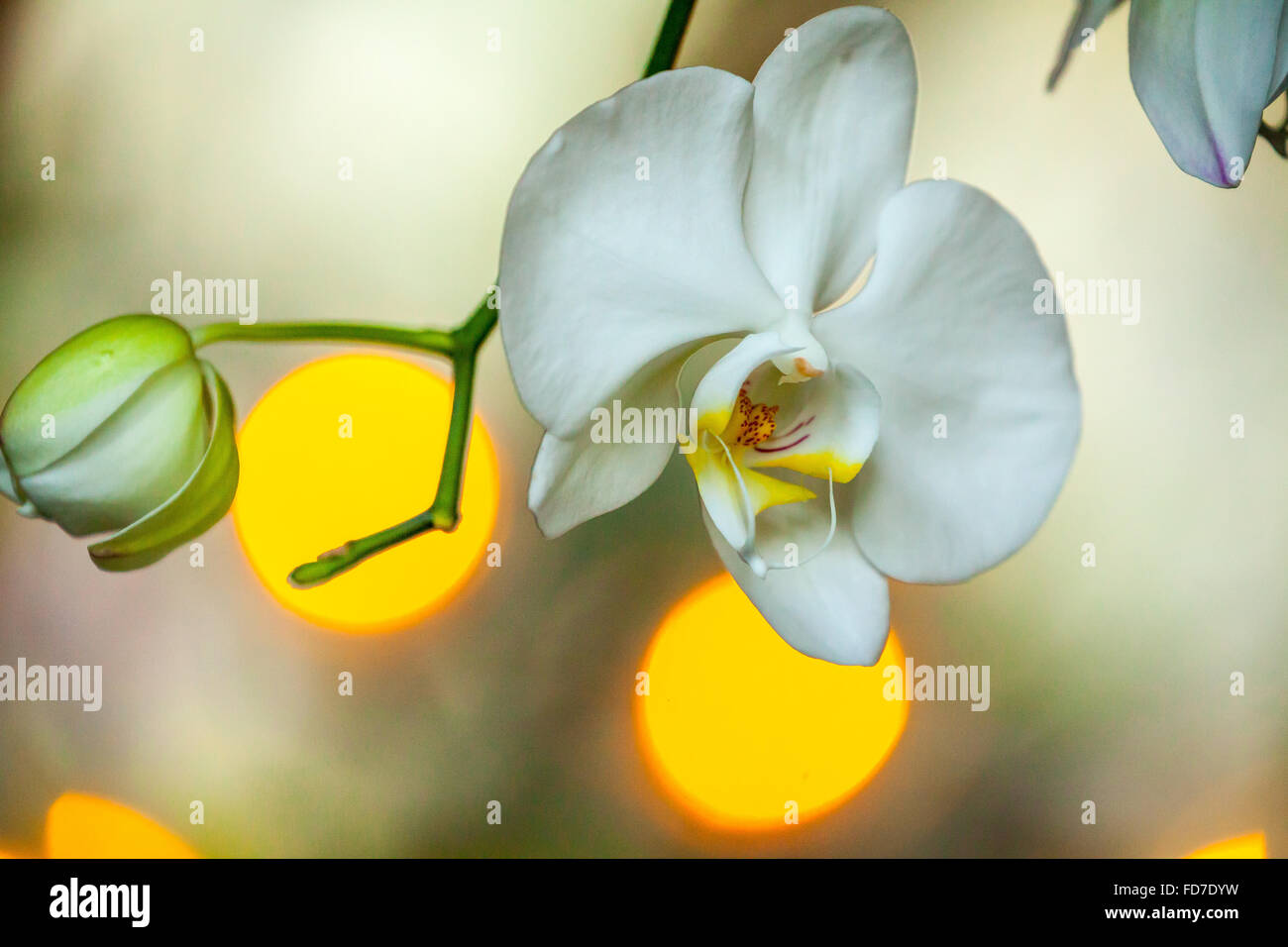 Orchidea (Orchidaceae), con riflessi di luce sullo sfondo, Ubud, Bali, Indonesia, Asia Foto Stock