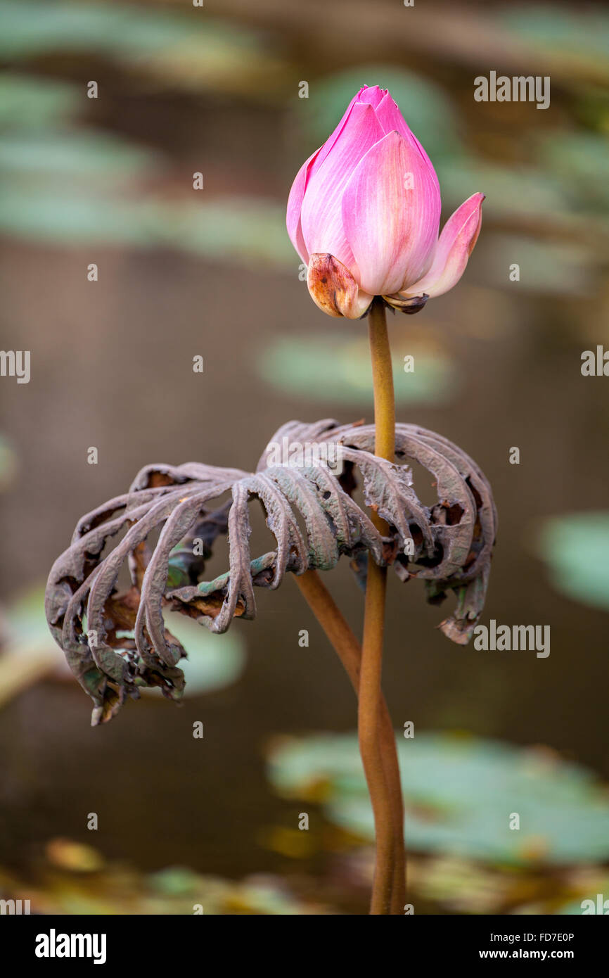 Fiore di loto, fiore di loto (Nelumbo nucifera), Tempio Pura Taman Saraswati, Ubud, Bali, Indonesia, Asia Foto Stock