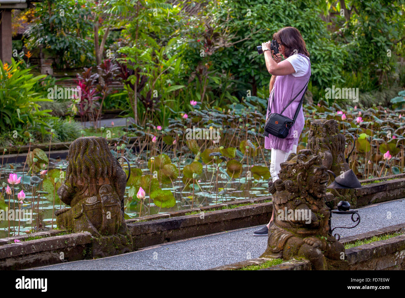 Fiore di loto, fiore di loto (Nelumbo nucifera), donna turistica con fotocamera, Tempio Pura Taman Saraswati, Ubud, Bali, Indonesia, Foto Stock